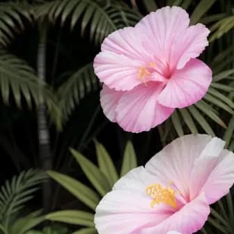 Title image for Hibiscus