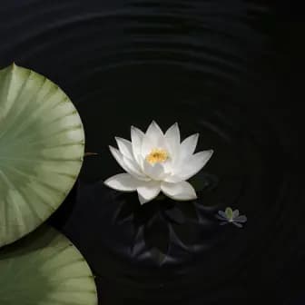 Title image for Lotus seed
